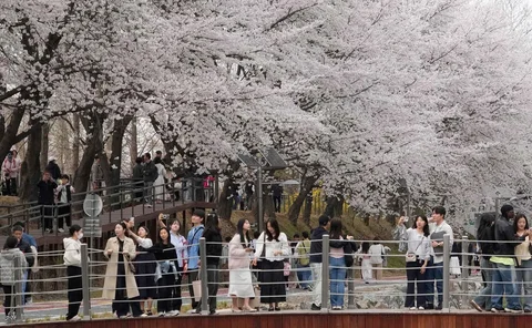 Orang-orang menyaksikan bunga sakura yang mekar penuh di sebuah taman di Seoul, Korea Selatan, Sabtu (04/04/2026).