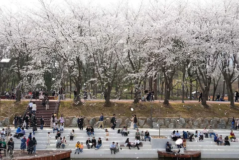 Orang-orang menyaksikan bunga sakura yang mekar penuh di sebuah taman di Seoul, Korea Selatan, Sabtu (04/04/2026).