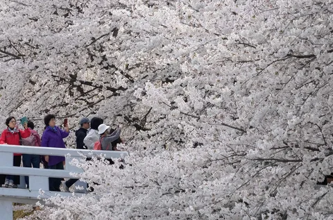 Orang-orang menyaksikan bunga sakura yang mekar penuh di sebuah taman di Seoul, Korea Selatan, Sabtu (04/04/2026).