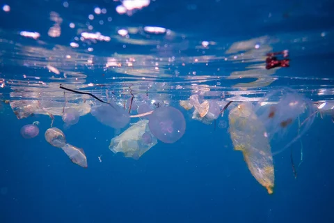Sampah plastik mengapung bersama ubur-ubur di lokasi penyelaman Blue Magic di Raja Ampat, Indonesia, Minggu (08/03/2026).