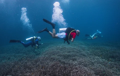Para penyelam scuba berenang di atas terumbu karang di lokasi penyelaman Melissa Garden di Raja Ampat, Indonesia, Kamis (05/03/2026).