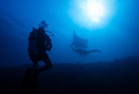 Seorang penyelam scuba mengamati pari manta samudra di lokasi penyelaman Manta Ridge di Raja Ampat, Indonesia, Sabtu (07/03/2026).