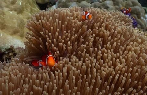 Ikan badut berenang di antara anemon laut di lokasi penyelaman Magic Mountain di Raja Ampat, Indonesia, Rabu (04/03/2026).