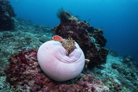 Seekor ikan badut berenang di dekat anemon laut di lokasi penyelaman Boo Windows di Misool, Raja Ampat, Indonesia, Rabu (04/03/2026).