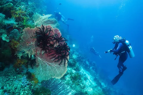 Para penyelam scuba mengamati terumbu karang, yang dikenal sebagai gorgonian, di lokasi penyelaman Gorgonian Wall di Misool, Raja Ampat, Indonesia, Selasa, (03/03/2026).