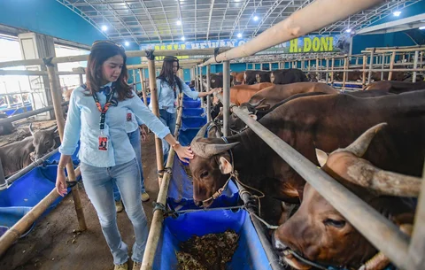 Sales Promotion Girl (SPG) dengan mengenakan  kostum ala pramugari memeriksa sapi di Mall Hewan Qurban H. Doni, Depok, Jawa Barat. Senin (11/05/2026).