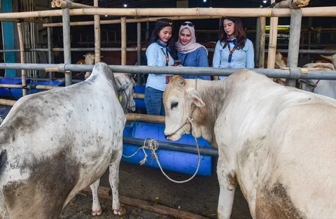 Sales Promotion Girl (SPG) dengan mengenakan  kostum ala pramugari melayani calon pembeli di Mall Hewan Qurban H. Doni, Depok, Jawa Barat. Senin (11/05/2026).