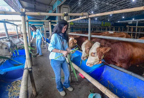 Sales Promotion Girl (SPG) dengan mengenakan  kostum ala pramugari memeriksa sapi di Mall Hewan Qurban H. Doni, Depok, Jawa Barat. Senin (11/05/2026).