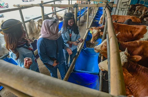 Sales Promotion Girl (SPG) dengan mengenakan  kostum ala pramugari melayani calon pembeli di Mall Hewan Qurban H. Doni, Depok, Jawa Barat. Senin (11/05/2026).