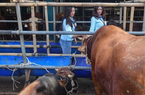 Sales Promotion Girl (SPG) dengan mengenakan  kostum ala pramugari memeriksa sapi di Mall Hewan Qurban H. Doni, Depok, Jawa Barat. Senin (11/05/2026).