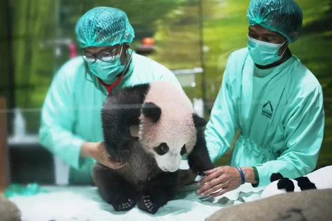 Dokter hewan merawat Satrio Wiratama, yang dijuluki &ldquo;Rio&rdquo;, anak panda raksasa pertama yang lahir di Indonesia, saat pratinjau media di Taman Safari Indonesia, Jumat (15/05/2026).