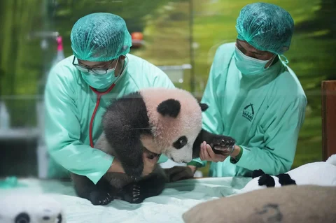 Dokter hewan merawat Satrio Wiratama, yang dijuluki &ldquo;Rio&rdquo;, anak panda raksasa pertama yang lahir di Indonesia, saat pratinjau media di Taman Safari Indonesia, Jumat (15/05/2026).