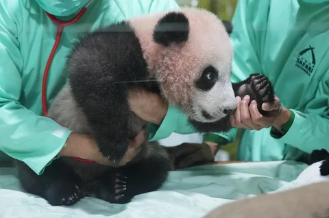 Dokter hewan merawat Satrio Wiratama, yang dijuluki &ldquo;Rio&rdquo;, anak panda raksasa pertama yang lahir di Indonesia, saat pratinjau media di Taman Safari Indonesia, Jumat (15/05/2026).