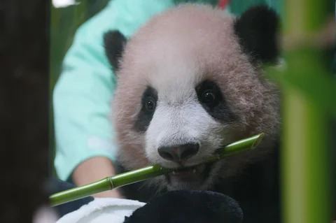Anak panda raksasa pertama yang lahir di Indonesia, saat pratinjau media di Taman Safari Indonesia, Jumat (15/05/2026).
