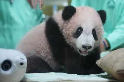 Anak panda raksasa pertama yang lahir di Indonesia, saat pratinjau media di Taman Safari Indonesia, Jumat (15/05/2026).