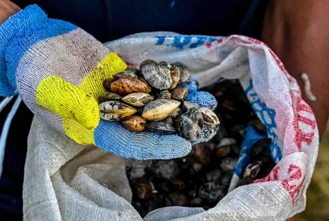 Kerang  tangkapan warga di muara pelabuhan kawasan Lampulo, Banda Aceh, Jumat (15/05/2026).