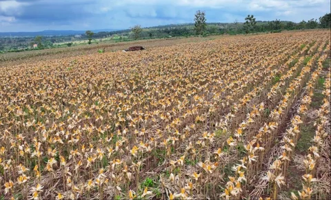 Panen raya jagung serentak Kuartal II Tahun 2026 di Kabupaten Tuban, Jawa Timur, Sabtu (16/5),
