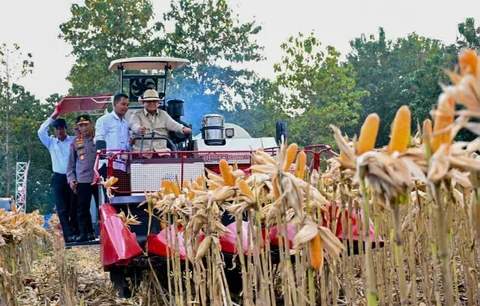 Presiden Prabowo Subianto bersama Kapolri Listyo Sigit Prabowo dan Mentan Andi Amran Sulaiman  mengikuti panen raya jagung serentak Kuartal II Tahun 2026 di Kabupaten Tuban, Jawa Timur, Sabtu (16/5),