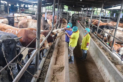 Dokter hewan memeriksa kesehatan hewan kurban di CV Puput Bersaudara di kawasan Rangkapan Jaya, Depok, Jawa Barat, Selasa (19/05/2026).