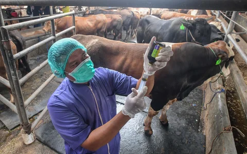 Dokter hewan memberikan suntikan vitamin untuk memperkuat imunitas  hewan kurban di CV Puput Bersaudara di kawasan Rangkapan Jaya, Depok, Jawa Barat, Selasa (19/05/2026).