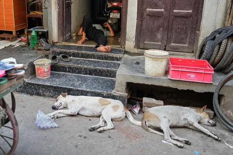 Seorang pria tidur di ambang pintu rumahnya sementara anjing-anjing liar berbaring di bawah naungan pohon di jalanan pada siang hari yang panas di Lucknow, India, Rabu (20/05/2026).