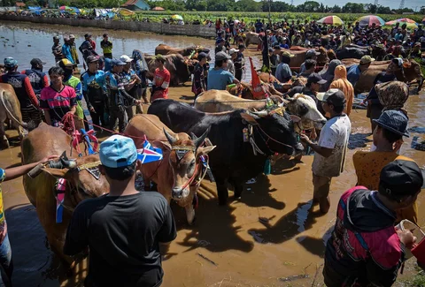 Warga  mempersiapkan sapinya  pada Festival Sapeh Brujul di Probolinggo, Jawa Timur, Minggu (24/5/2026).