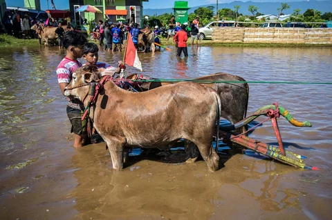 Warga  mempersiapkan sapinya  pada Festival Sapeh Brujul di Probolinggo, Jawa Timur, Minggu (24/5/2026).
