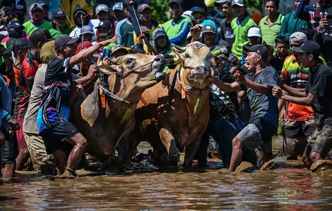Warga  mempersiapkan sapinya  pada Festival Sapeh Brujul di Probolinggo, Jawa Timur, Minggu (24/5/2026).