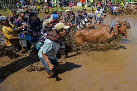 Joki memacu sapi saat karapan pada Festival Sapeh Brujul di Probolinggo, Jawa Timur, Minggu (24/5/2026).