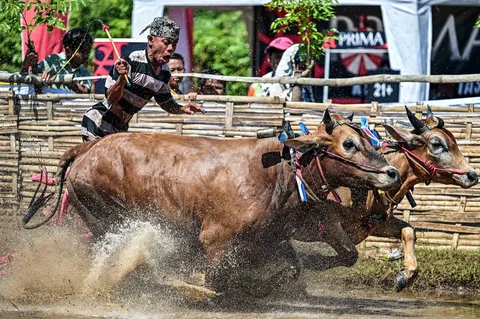 Joki memacu sapi saat karapan pada Festival Sapeh Brujul di Probolinggo, Jawa Timur, Minggu (24/5/2026).