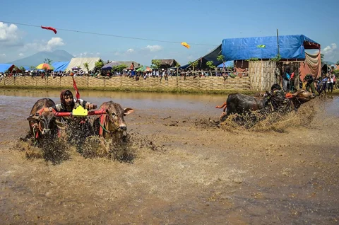 Joki memacu sapi saat karapan pada Festival Sapeh Brujul di Probolinggo, Jawa Timur, Minggu (24/5/2026).