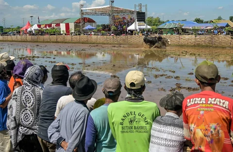 Joki memacu sapi saat karapan pada Festival Sapeh Brujul di Probolinggo, Jawa Timur, Minggu (24/5/2026).