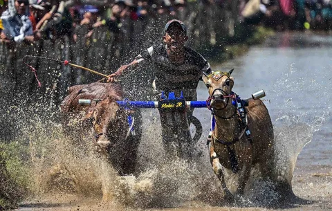Joki memacu sapi saat karapan pada Festival Sapeh Brujul di Probolinggo, Jawa Timur, Minggu (24/5/2026).