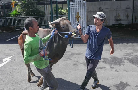 Petugas bersiap menyembelih sapi kurban di Masjid Sunda Kelapa, Jakarta, Rabu (27/5/2026).