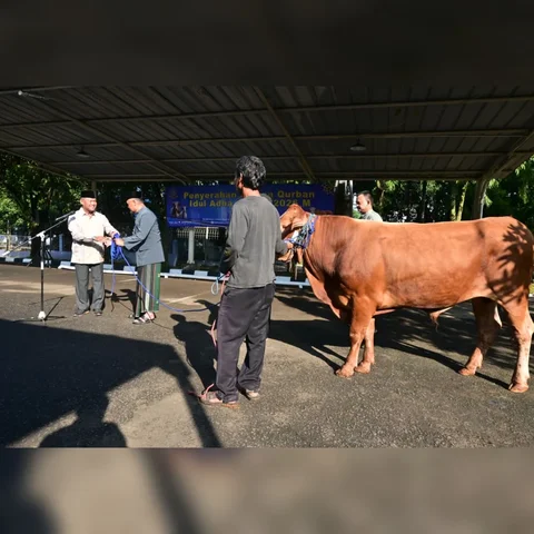 Koopsudnas Rayakan Idul Adha 1447 H dengan Kurban 6 Sapi dan 21 Kambing