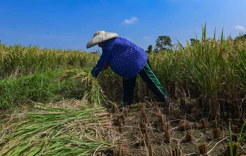 Petani memanen padi jenis Inpari 32 di Kampung Tematik Mulyaharja, Bogor, Jawa Barat, Rabu (06/05/2026).