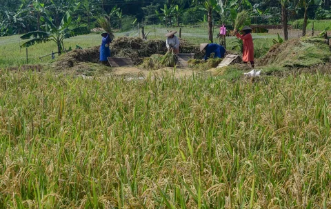 Petani memanen padi jenis Inpari 32 di Kampung Tematik Mulyaharja, Bogor, Jawa Barat, Rabu (06/05/2026).