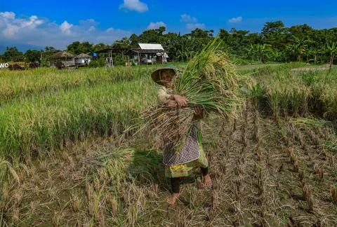Petani memanen padi jenis Inpari 32 di Kampung Tematik Mulyaharja, Bogor, Jawa Barat, Rabu (06/05/2026).