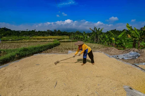 Petani memanen padi jenis Inpari 32 di Kampung Tematik Mulyaharja, Bogor, Jawa Barat, Rabu (06/05/2026).
