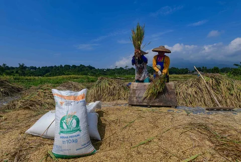 Petani memanen padi jenis Inpari 32 di Kampung Tematik Mulyaharja, Bogor, Jawa Barat, Rabu (06/05/2026).
