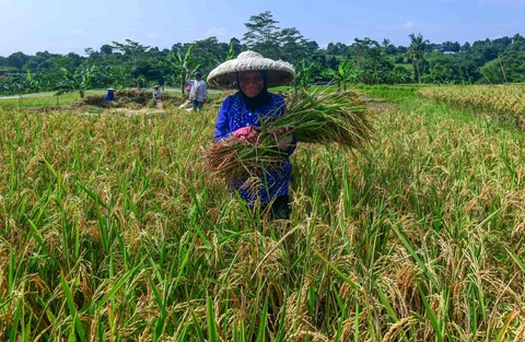 Petani memanen padi jenis Inpari 32 di Kampung Tematik Mulyaharja, Bogor, Jawa Barat, Rabu (06/05/2026).