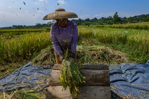 Petani memanen padi jenis Inpari 32 di Kampung Tematik Mulyaharja, Bogor, Jawa Barat, Rabu (06/05/2026).