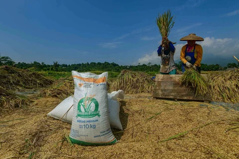 Petani memanen padi jenis Inpari 32 di Kampung Tematik Mulyaharja, Bogor, Jawa Barat, Rabu (06/05/2026).
