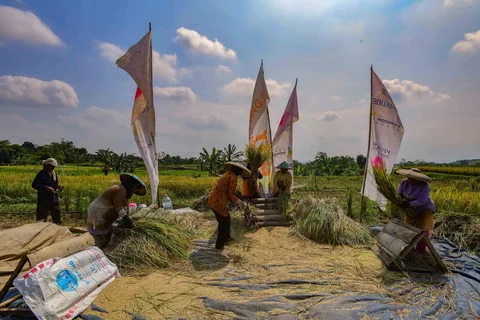 Petani memanen padi jenis Inpari 32 di Kampung Tematik Mulyaharja, Bogor, Jawa Barat, Rabu (06/05/2026).
