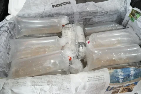 Barang bukti penyelundupan 125.000 benih bening lobster di Markas Komando Lanal Palembang, Selasa (06/05/2026).