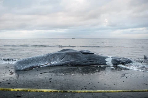 Bangkai paus sperma yang terdampar di Pantai Melaya , Jembrana, Bali, Rabu (06/05/2026).