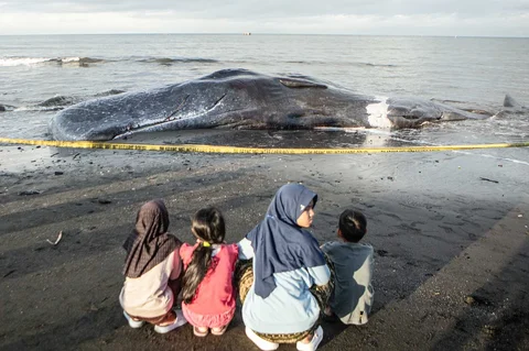 Warga menyaksikan bangkai paus sperma yang terdampar di Pantai Melaya , Jembrana, Bali, Rabu (06/05/2026).