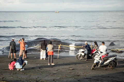 Warga menyaksikan bangkai paus sperma yang terdampar di Pantai Melaya , Jembrana, Bali, Rabu (06/05/2026).