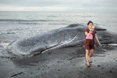 Seorang wanita mengambil foto selfie di dekat bangkai paus sperma yang terdampar di Pantai Melaya di Jembrana, Bali, Rabu (06/05/2026).