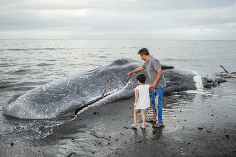 Warga menyaksikan bangkai paus sperma yang terdampar di Pantai Melaya , Jembrana, Bali, Rabu (06/05/2026).